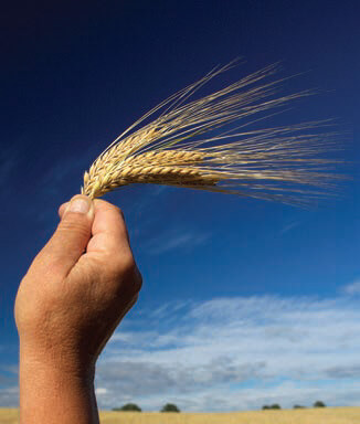 hand waving wheat - Pentecost