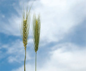 stalks of grain