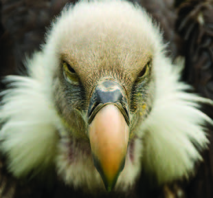 vulture