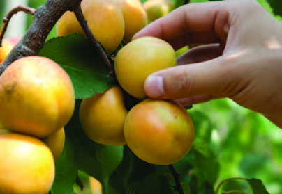 fruit on the tree