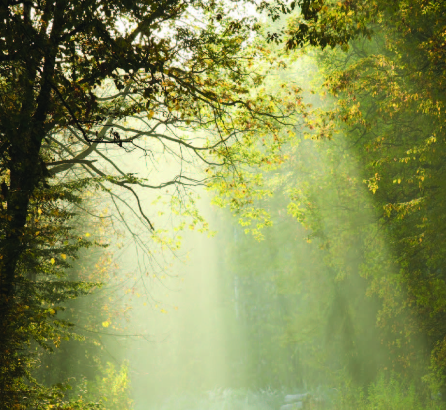 light shining down through the tree canopy