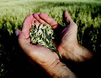 hands holding grain