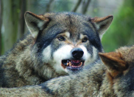 snarling wolf