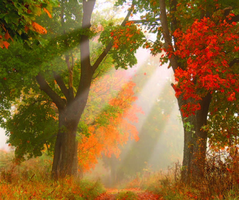 autumn trees