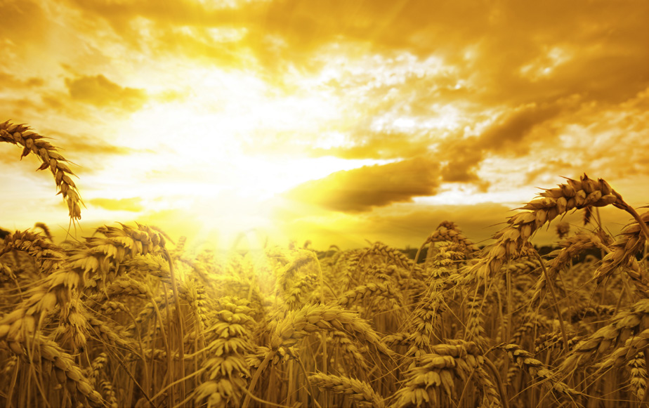 sunrise on a wheat field