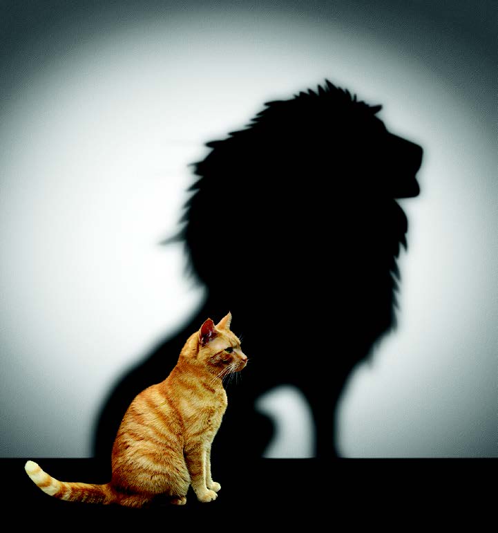 house cat with shadow of a lion